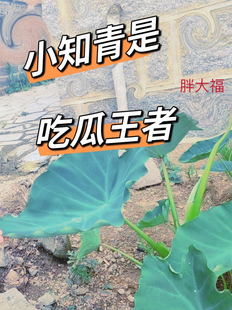 小知青是吃瓜王者